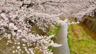 桜も八分咲きかな